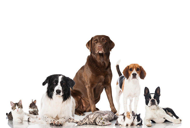 결정질 D-자일로스